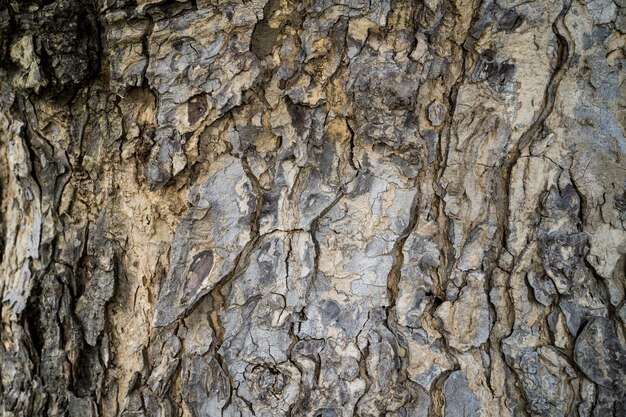 A tree with a pattern of lines and markings