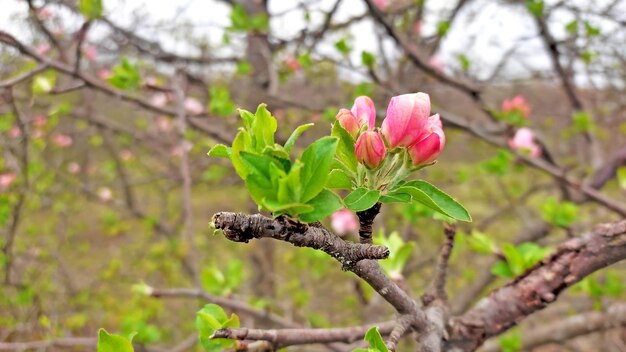 a tree with a pink bud that says spring