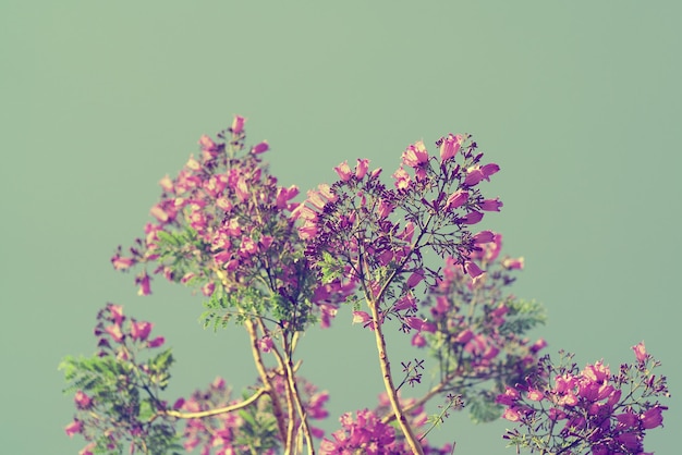 Дерево с розовыми цветами на фоне неба и солнца