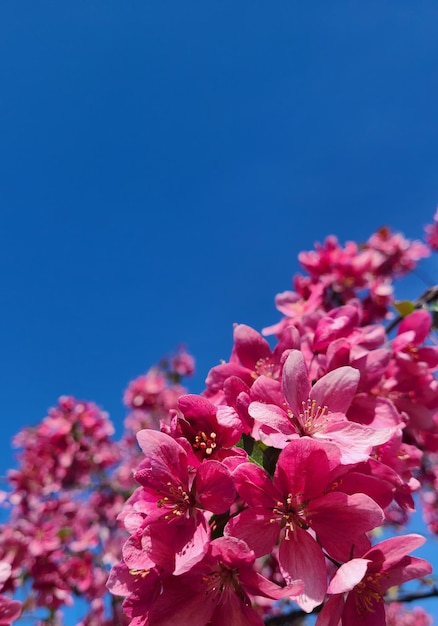 Foto albero con fiori rosa sullo sfondo del cielo