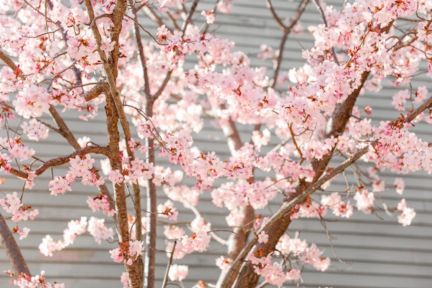 A tree with pink flowers in the background