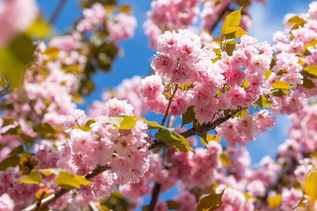 ピンクの花と青い空の木