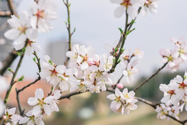 A tree with pink flowers in the foreground with a house in the background