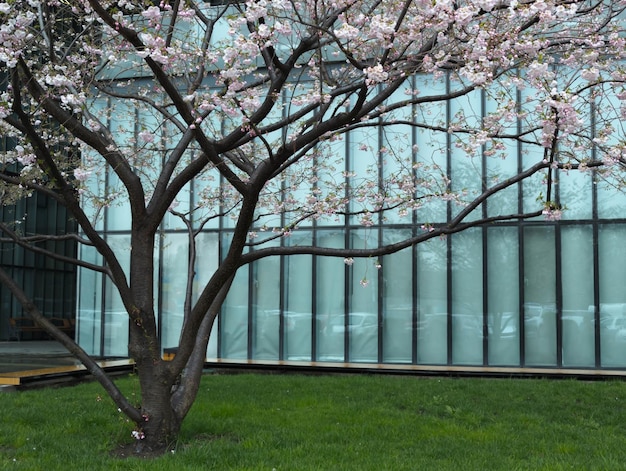 건물 앞에 분홍색 꽃이 있는 나무