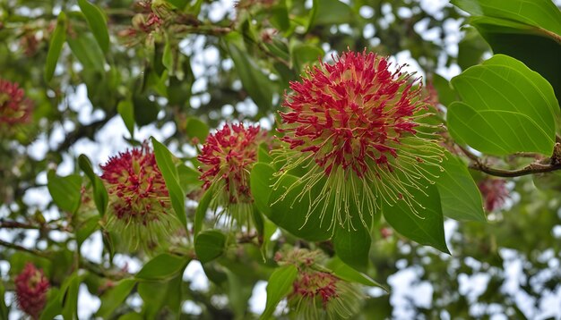 a tree with pink flowers and a green bud that says  bud