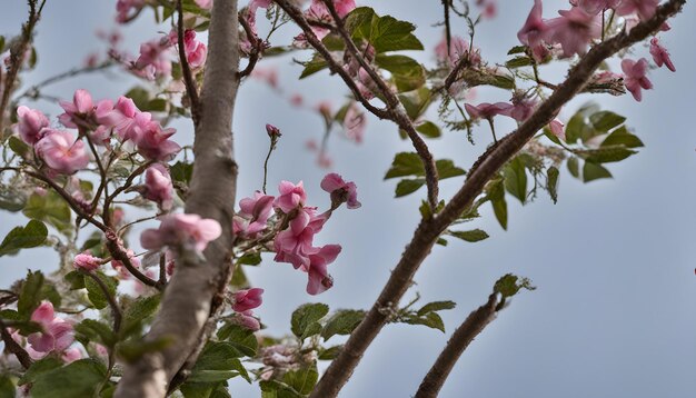 Photo a tree with pink flowers and green leaves on it