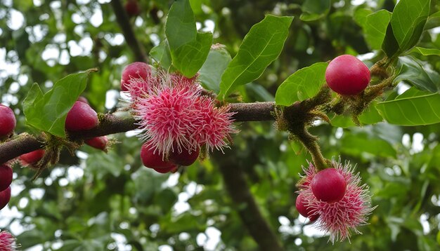 Photo a tree with pink flowers and green leaves