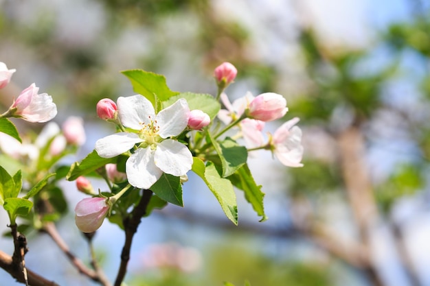 A tree with pink flowers and green leaves