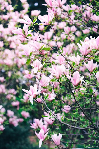 ピンクの花と緑の葉を持つ木