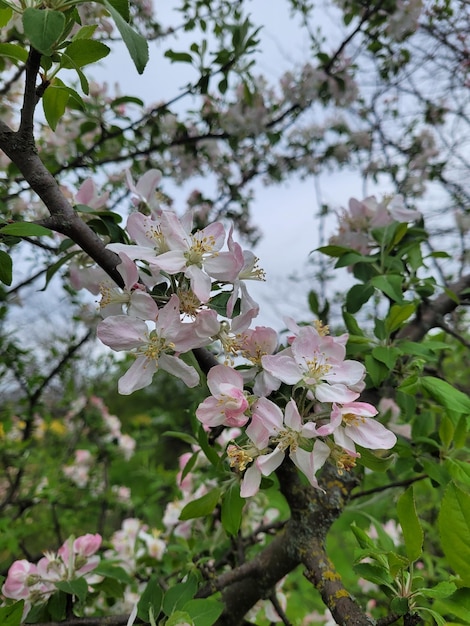 A tree with pink flowers and green leaves