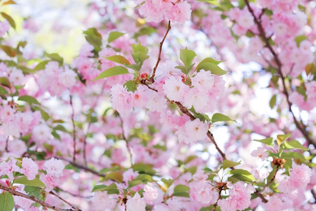 A tree with pink flowers and green leaves