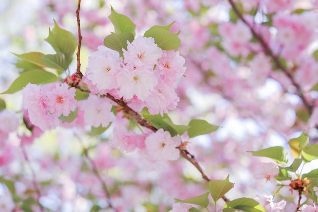 A tree with pink flowers and green leaves