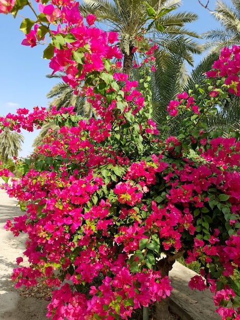 A tree with pink flowers is in front of a palm tree.