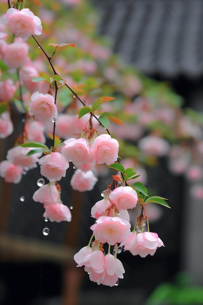 A tree with pink flowers in the rain