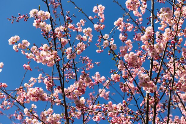 Foto un albero con fiori rosa e uno sfondo celeste