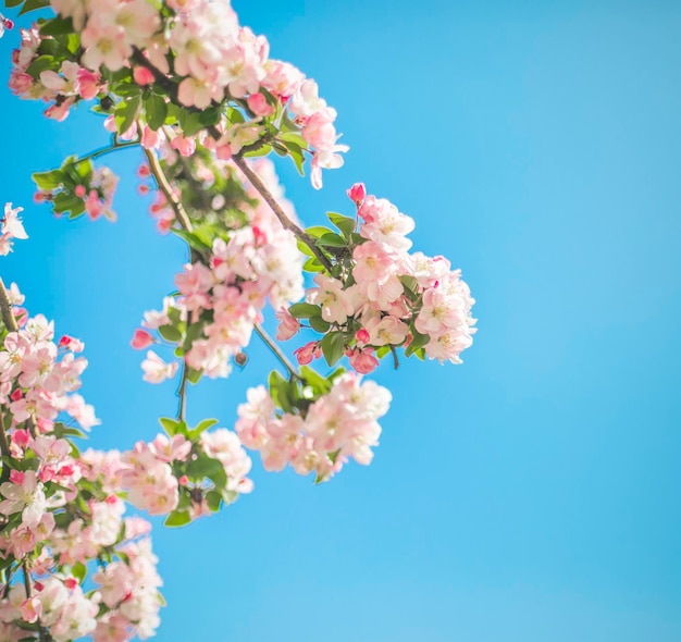 ピンクの花と空が青い木。