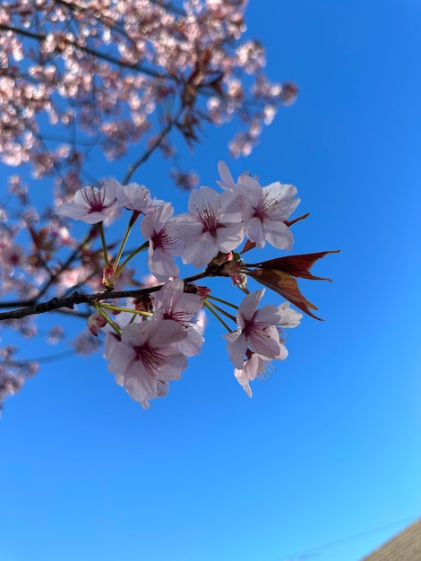 ピンクの花と空が青い木。