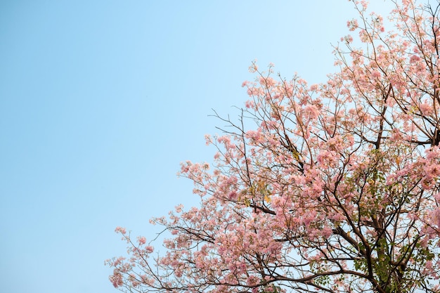 空にピンクの花が咲く木