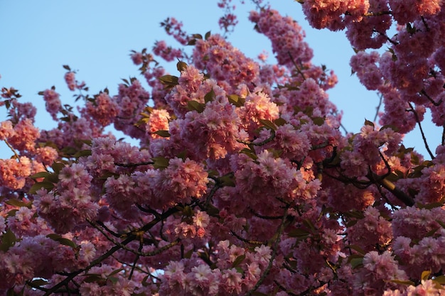 A tree with pink flowers in the sky