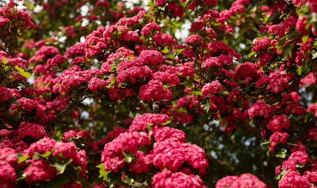 A tree with pink flowers in the spring