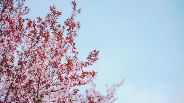 A tree with pink flowers in the spring