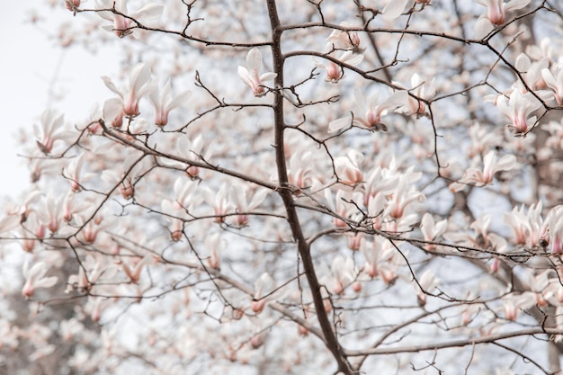 春にピンクの花が咲く木