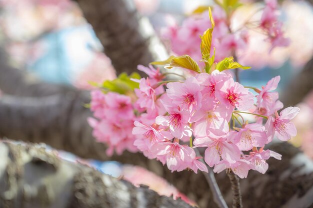 A tree with pink flowers in the spring