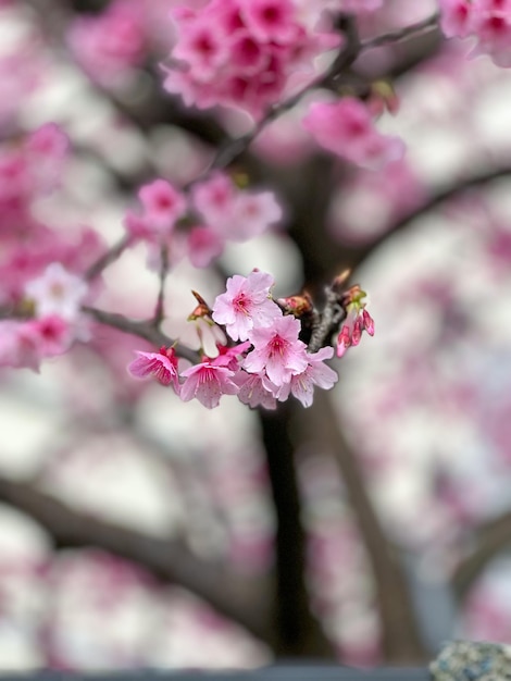 봄에 분홍 꽃이 피는 나무
