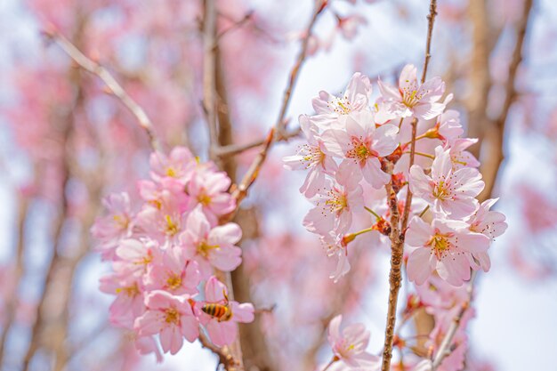 A tree with pink flowers that are in bloom