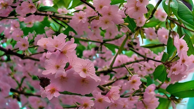 その上にチェリーという言葉があるピンクの花の木