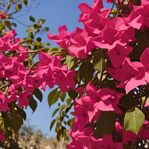 Photo a tree with pink flowers that say  bougainvillea