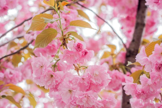 Foto un albero con fiori rosa e un albero con un fiore rosa