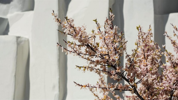 a tree with pink flowers and a white background