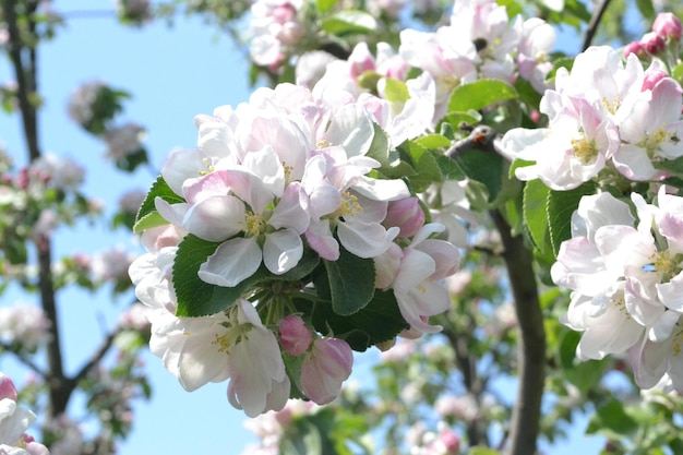 A tree with pink and white flowers and green leaves.