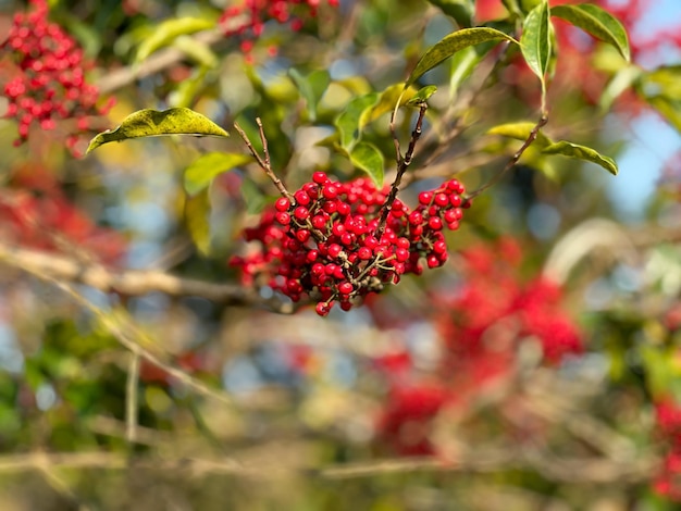 A tree with red berries and green leaves