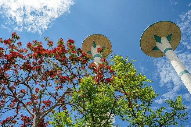 A tree with red flowers and a blue sky