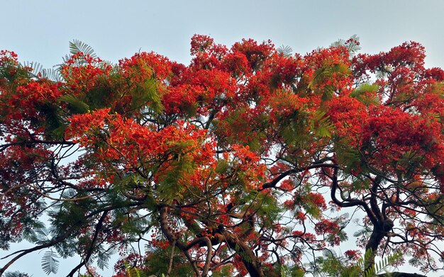 a tree with red flowers and green leaves