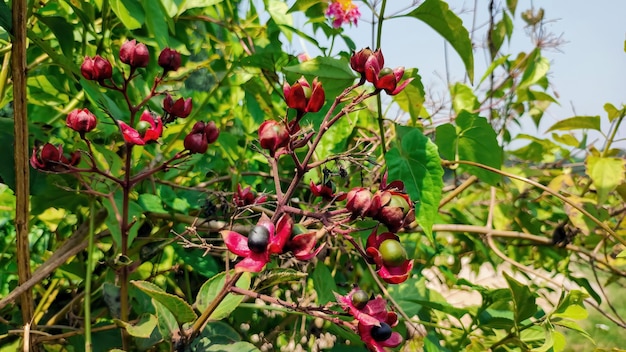 A tree with red flowers and green leaves