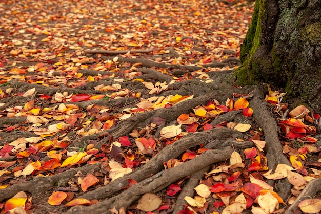 Дерево с красными листьями в осеннем фоне