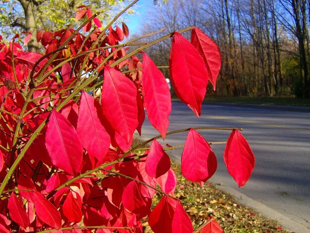 Tree with red leaves in the autumn