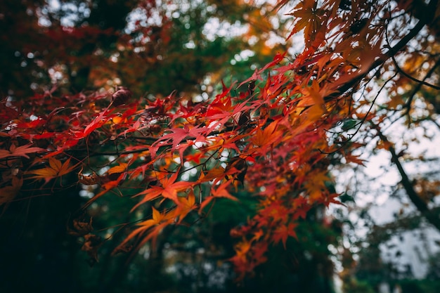 A tree with red leaves in autumn