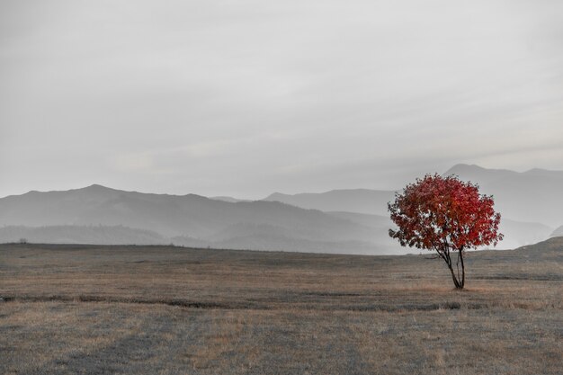 Tree with red leaves on empty field