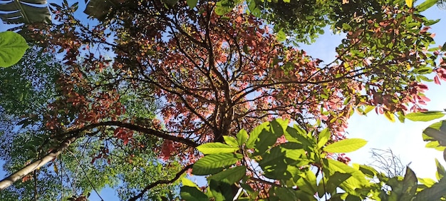 桜のような赤い葉と緑の葉を持つ木