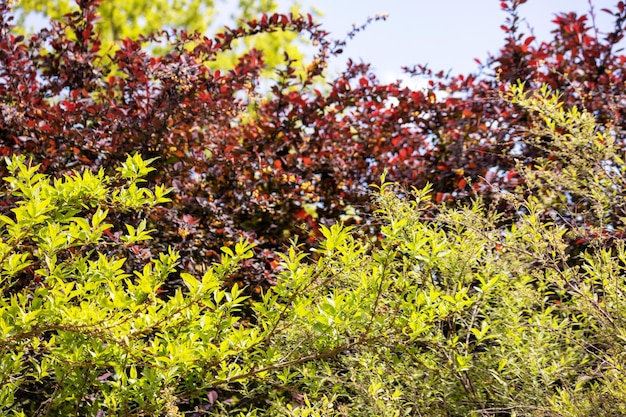 A tree with red leaves and green leaves