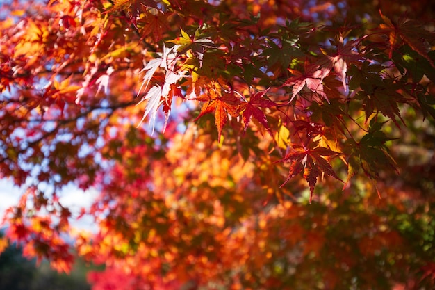 A tree with red leaves that have the word maple on it.