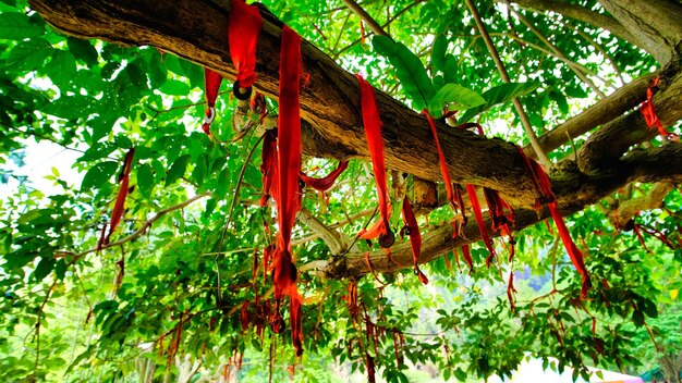 A tree with red ribbons tied to it