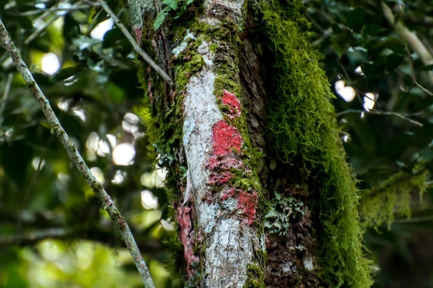 Tree with red spot indicative of clean air Red lichens on tree trunk