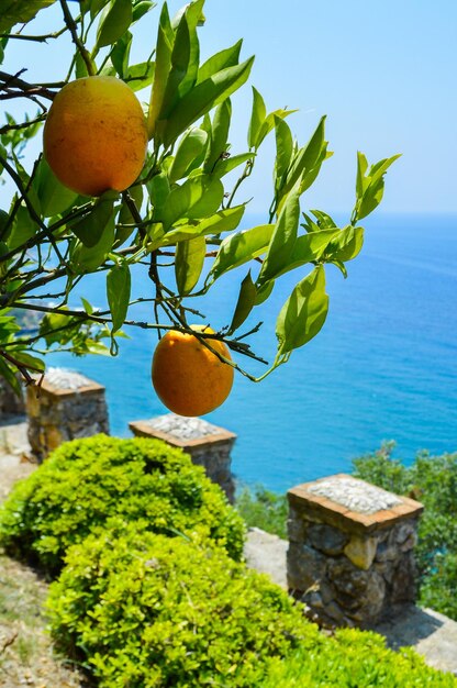 Foto albero con arance mature sullo sfondo del mare