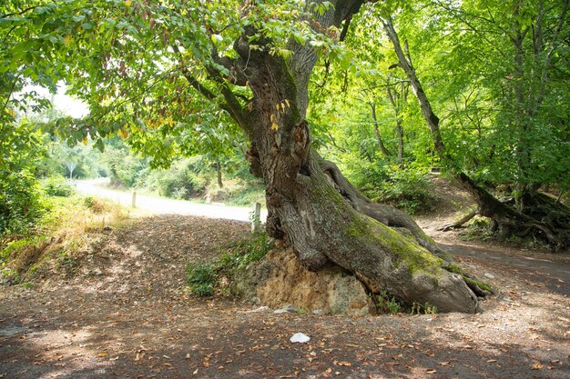 Tree with a root in nature