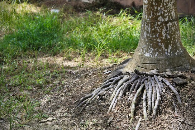 A tree with the roots exposed and the tree is surrounded by grass.